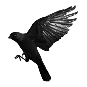 Raven PNG-71453
